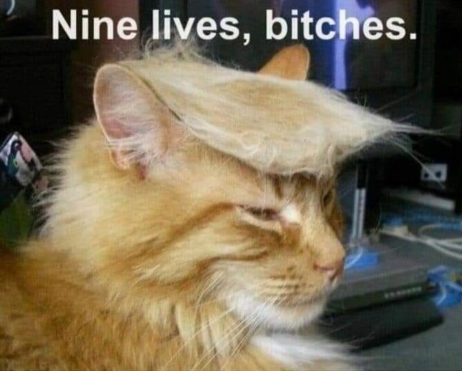 Nine Lives.JPG