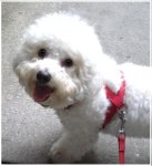 bichonfrise_agababian (1).jpg