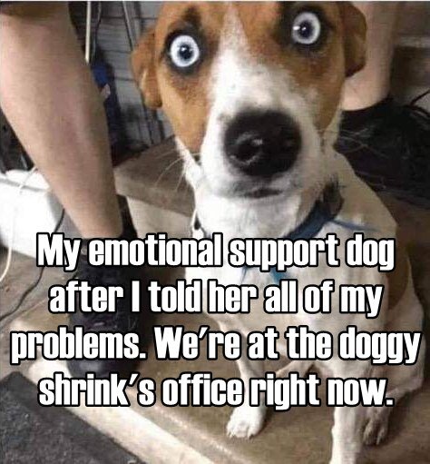 supportdog.jpg