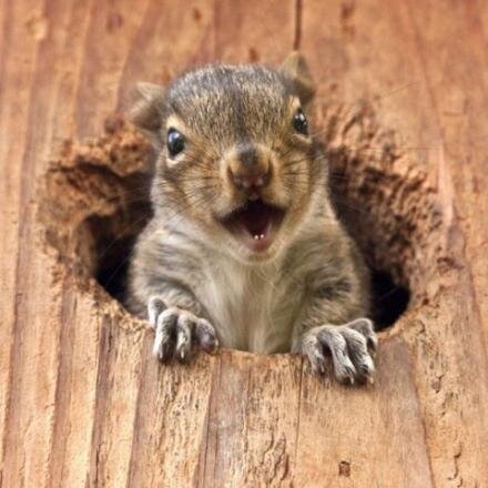 Happy Squirrel.jpeg